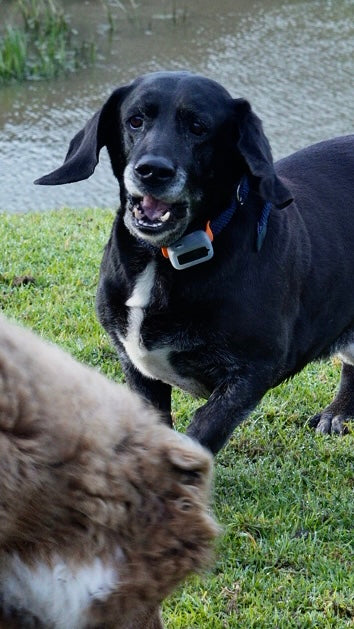 Lunova Apex 4G GPS Live Pet Tracker