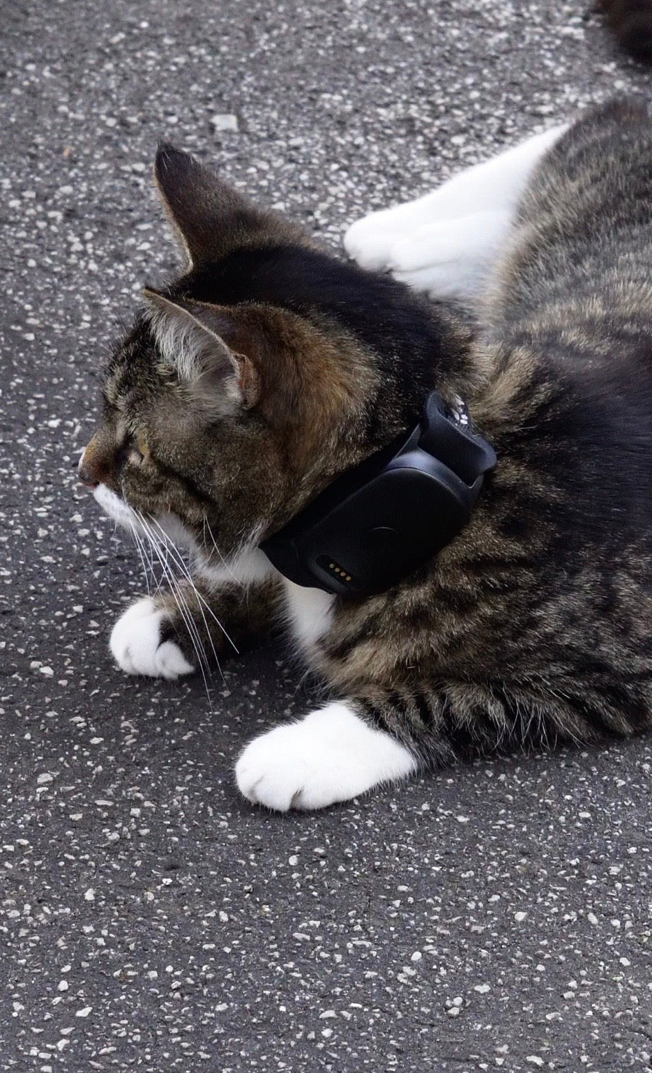 Lunova Ultra Pro 4G GPS Live Pet Tracker