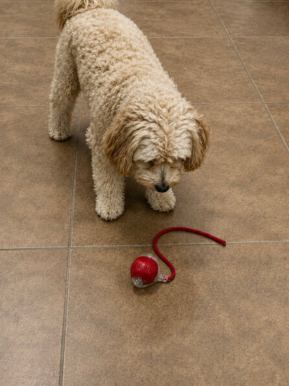 Lunova Interactive String Play Toy (USB Rechargeable)