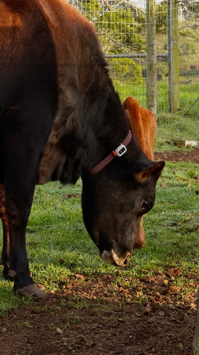 Lunova Apex 4G GPS Live Pet Tracker