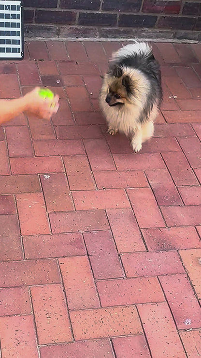 Lunova Small Interactive Squeaky Voice Ball Toy (Bite Resistant)