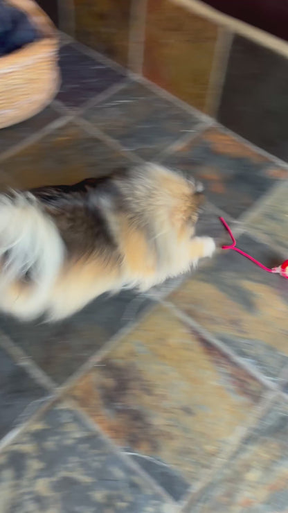 Lunova Interactive String Play Toy (USB Rechargeable)